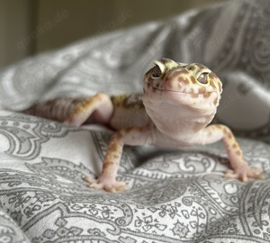 Leopardgecko 1.0 Tremper Albino 