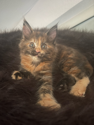 Typvolle Maine Coon Kitten Poly Kätzin sucht ihr neues Zuhause