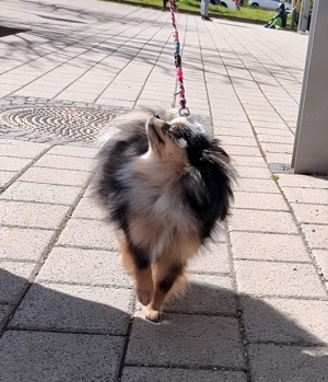 Wunderschöne Pomeranian Zwergspitz Hündin Fee mit Seltenem Farbschlag Black Merle Tan