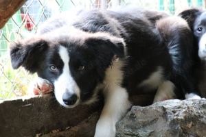 Bordercolliewelpen v. Privat