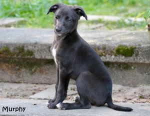 Zauberhafte dreiviertel Whippet Welpen abzugeben