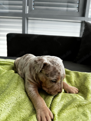 American Bully X(X)L welpen 