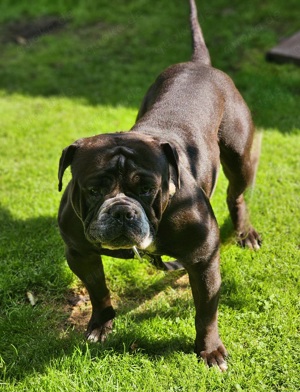 Deckanzeige Continental Bulldogge 