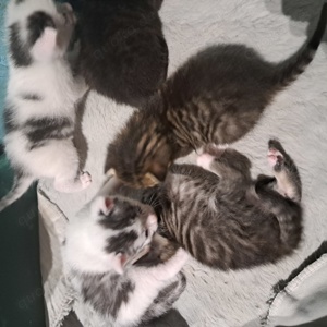 katzen kinder ekh bkh mix 