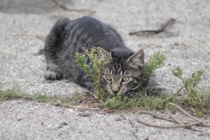 Katzenteenager suchen neues Zuhause