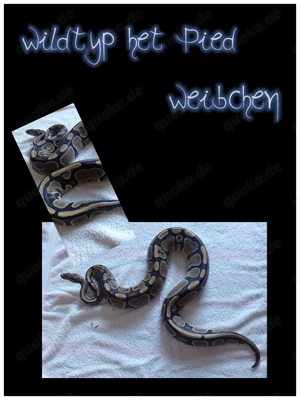 Königspython ( Python Regius)