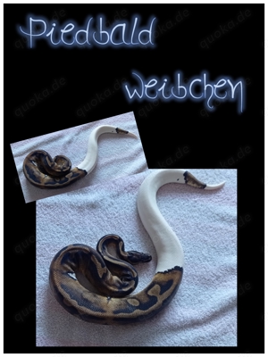 Königspython ( Python Regius)