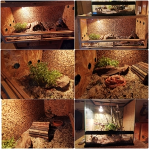 Kornatter mit OSB Terrarium sucht dringend ein neues zu Hause