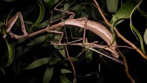 Mantis|Gottesanbeterinnen(Phasmomantis sp. nov) zu verkaufen.