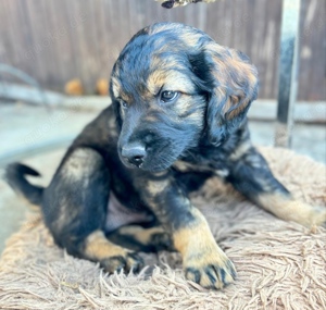 Wunderschöne Goldendoodle 