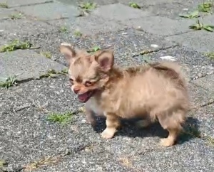 Chihuahua Welpen