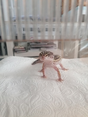 Leopardgecko - Männchen