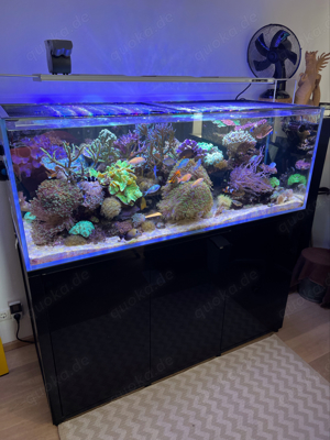 Meerwasser Aquarium 720 Liter