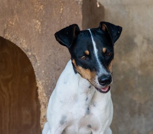 Benita,RateraBodeguero Mix - keine Zeit mehr,so entsorgte man sich des lieben Pärchens in der Tötung