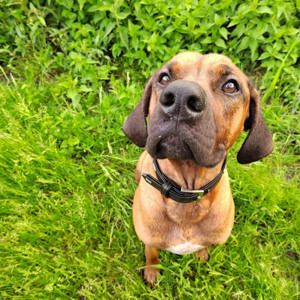 Rhodesian Ridgeback sucht dringend ein neues zu Hause für immer