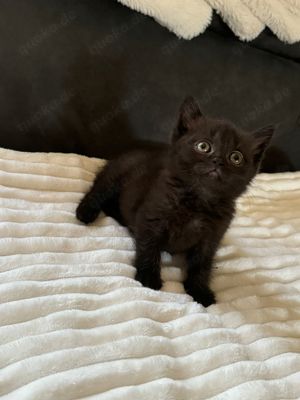 Bkh Kitten Katze Dark Chocolate darf ausziehen 