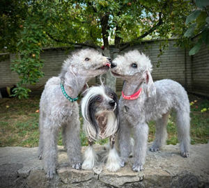 Bedlington-Terrier-Welpen