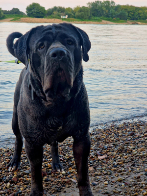 Deckrüde Mastino Napoletano Bullmastiff