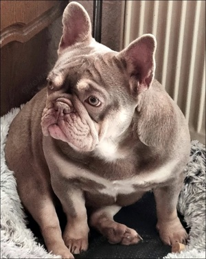 Wunderschöne Franzöische Bulldogge