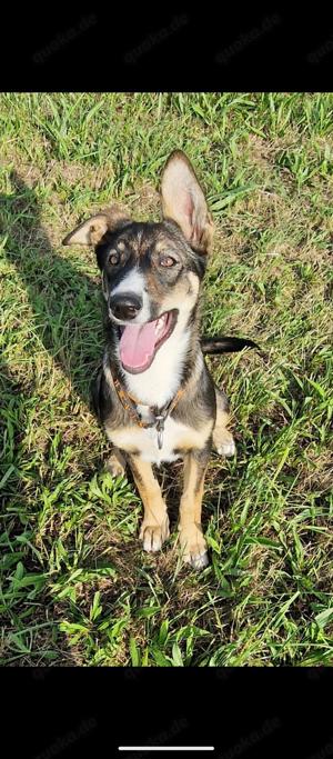 Dobermann Husky Mix Welpen 20 wochen alt suchen neues Zuhause 