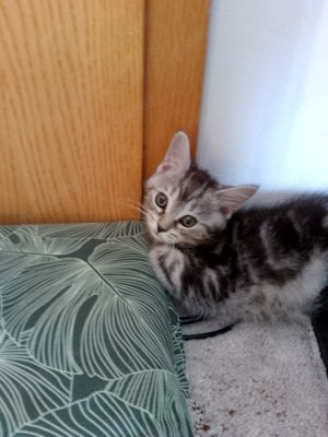 Katzen Liebhaber Main coon