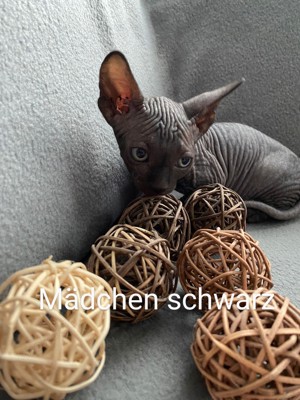 Kanadische Sphynx Mädchen 