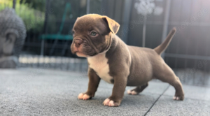 exotic bully welpen 