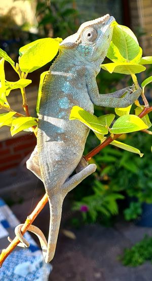 Chamäleon (Panther) (Furcifer pardalis Ambilobe)