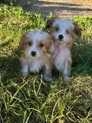 Chinese Crested Mix Welpen