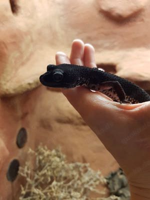 Wunderschönes Black Night Weibchen, Leopardgecko BN Bild 6