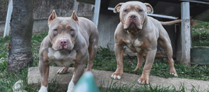  American Bully Pocket Welpen mit ABKC Pedigree