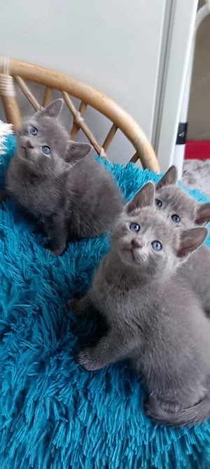 Reinrassige Russisch Blau Kitten. Eltern mit Stammbaum