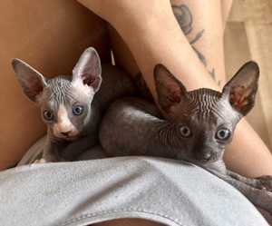 Reinrassige Sphynx Kitten 