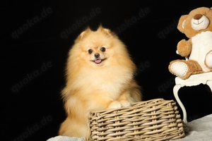 Rüde,Pomeranian mit Stammbaum