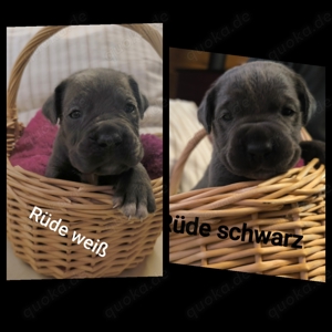 Cane Corso Welpen 