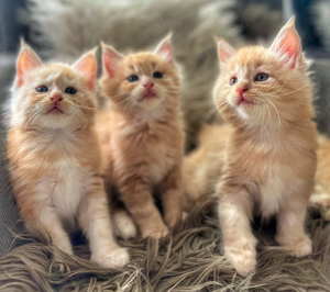 main coon kitten