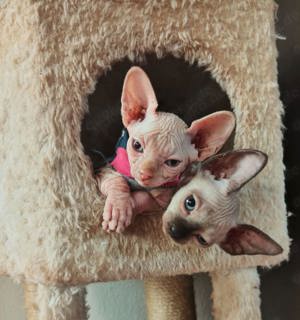 Sphynx Katze