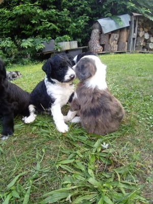 Aktive Welpen Labradoodle x Hütehund 