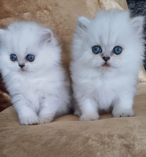 Perserbabys chinchilla und Silver Shaded, Perserkitten 