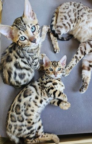 Reinrassige Bengal Kitten 