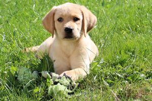 Zwei tolle Labrador Welpen reinrassig mit Ahnentafel suchen noch ihre neue Familie