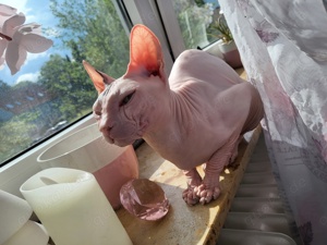 Don Sphynx Sphinx Nacktkatze Deckkater