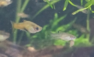 SELTEN Costa Rica Zwergkärpfling Phallichthys tico lebendgebärend Bild 4