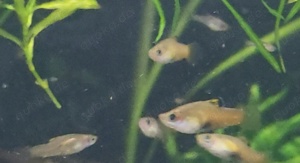 SELTEN Costa Rica Zwergkärpfling Phallichthys tico lebendgebärend Bild 3