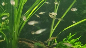 SELTEN Costa Rica Zwergkärpfling Phallichthys tico lebendgebärend Bild 5