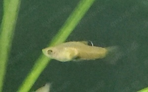 SELTEN Costa Rica Zwergkärpfling Phallichthys tico lebendgebärend Bild 2