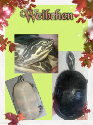 Zierschildkröte Weibchen 