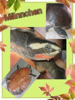 Rotbauch Spitzkopfschildkröte Männchen 