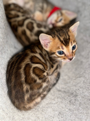 Reinrassige Bengalkitten