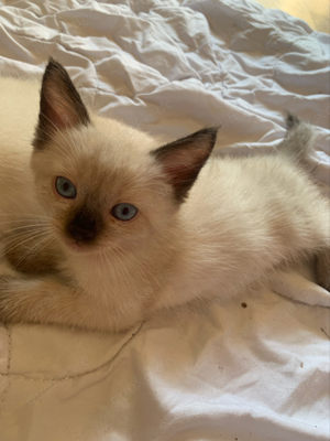   Wundervolle ragdoll babykatzen  